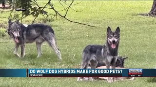 Download the video "Update on Wolf Dog Ban in Roanoke"