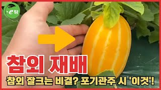 참외의 성지 성주!!! 참외 작황은? 그리고 재배 기술을 공유합니다