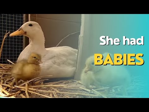 call duck and her ducklings