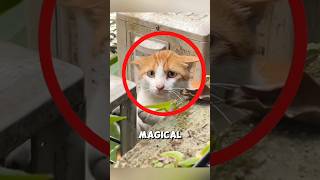 The stray cat who found love at a woman’s window ❤️ #cat