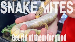 How to get rid of Snake Mites for good. Easy.