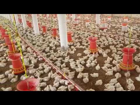 Chick Cum Grower Battery Cages