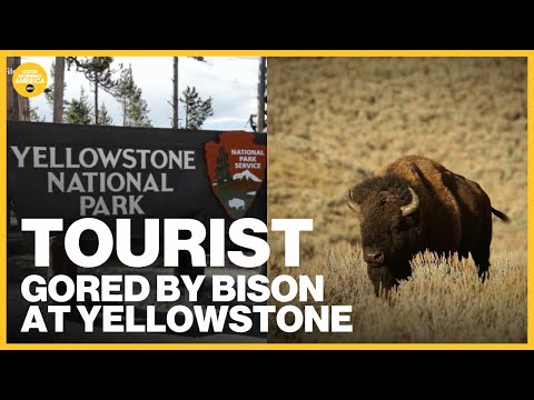 Man gored by bison at Yellowstone National Park