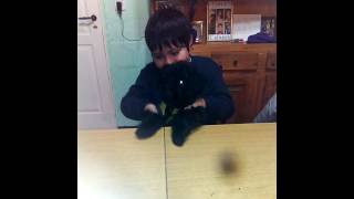 Perro tocando el piano