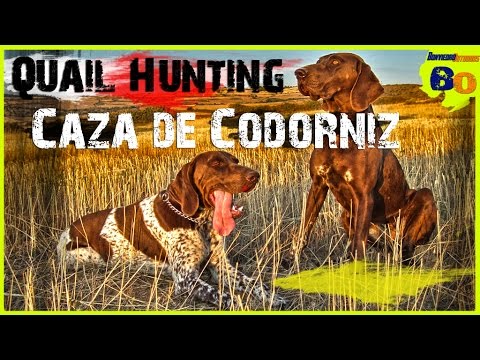 CAZA DE CODORNIZ CON PERRO DE MUESTRA #9 | LANCES de MEDIA VEDA | QUAIL HUNTING | 2016 | HD
