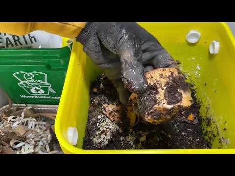 How to Get Rid of Mites in Your Worm Bin