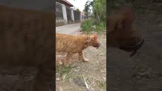 Download lagu aku menyebutnya tampan dan berani mp3