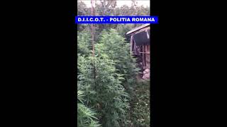 FOTO VIDEO Rețea de traficanți de droguri destructurată la Vâlcea 5 video