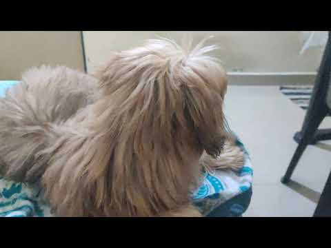 #barking #lhasa #apso