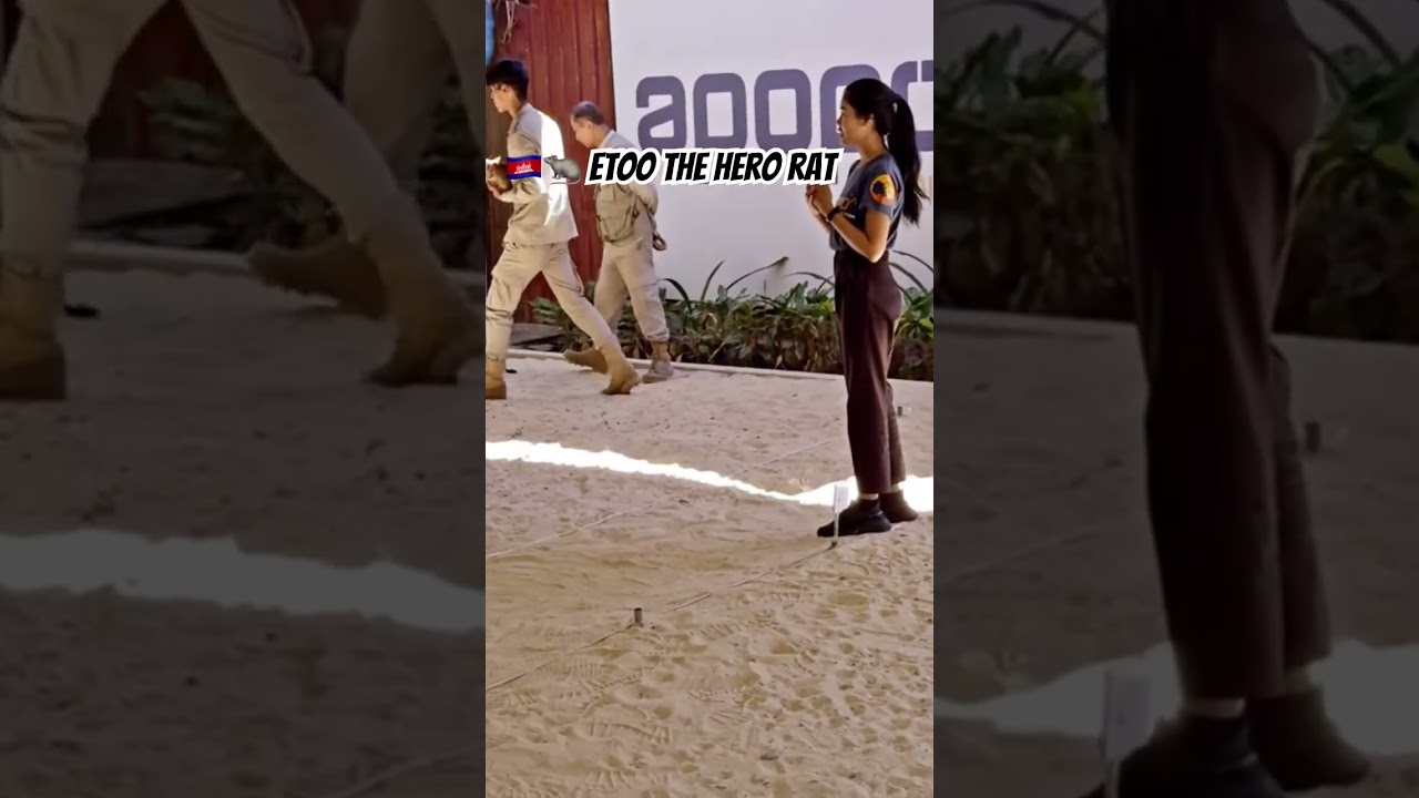 🇰🇭🐀 ETOO the Hero Rat #cambodia #siemreap #apopo #visitsiemreap #demining #herorats