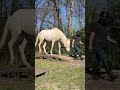 Colt Quarter For sale 2024 Cream