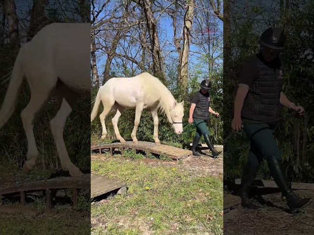 Colt Quarter For sale 2024 Cream