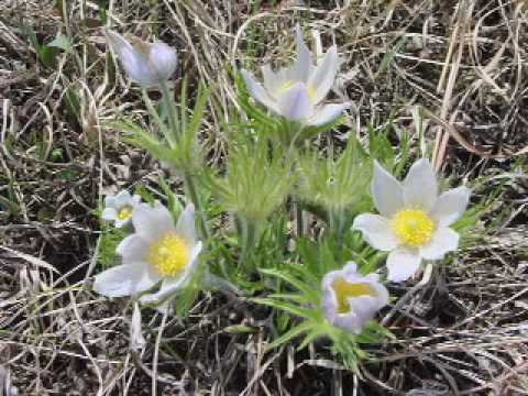 Jeffers Petroglyphs: Site Manager Tom Sanders' Welcome