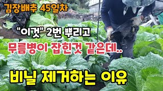 김장배추45일차 배추비닐 벗기는 이유 "이것" 뿌리고 무름병과 노균병이 잡힌듯합니다 배추밭 무름병 원인 나노…