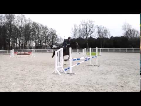 Castella   Rheinländische 8 jährige Stute   Vater:Castellini MV: Coriando