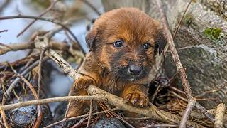 Scared Puppy Was Found Near A Graveyard