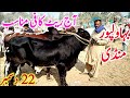 bahawalpur janwar mandi cholistani ablk nukre pande bachre bachrian global village farming