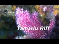 03.09.2014 - Tamariu Riff - Tauchen an der Costa Brava, Tamariu, Costa Brava, Spanien, Festland