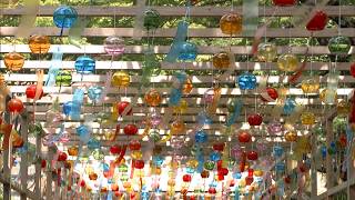 7月15日【びわ湖放送ニュース】涼やかな４０００個の音色　大津市・西教寺の風鈴参道