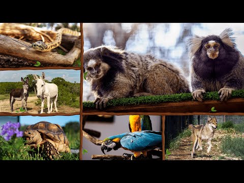 Animal Ambassador 24/7 Live Cams - Alveus Sanctuary