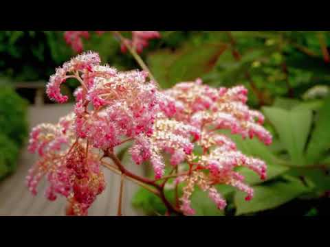 Nasim Haleem Most beautiful garden  Canada