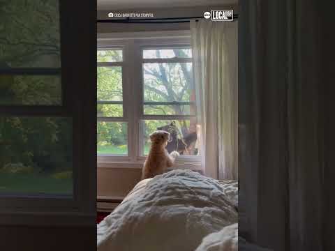 Little dog faces off with bear through window