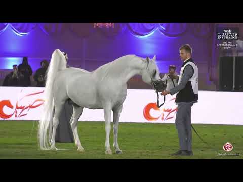 N 381 WORTEX KALLISTE   The 7th International AHC Show   Stallions 10+ Years Old Class 12