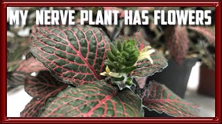 My Nerve Plant Has Flowers!