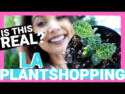Plant Shopping in LA pt.3!!!! | RARE ORCHID Plant Shopping 2019