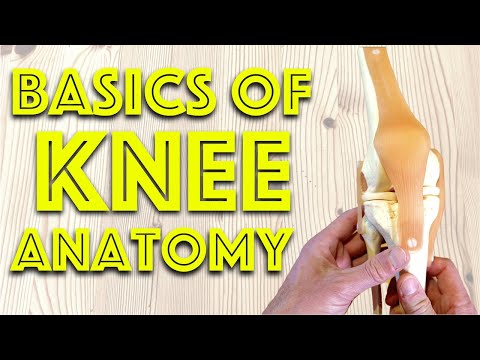 Anatomy of the Knee Joint - Basic Clinical Anatomy Revision - Dr Gill