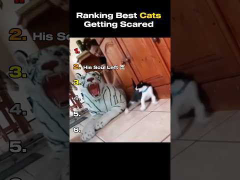 Best Cats Getting Scared Moments