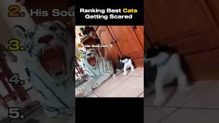 Best Cats Getting Scared Moments