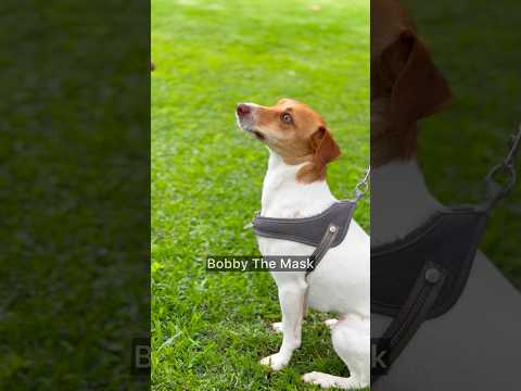 How I got robbed 😂 Comedy Parody #comedy #funny #dog #dogs #shorts #viral #fyp