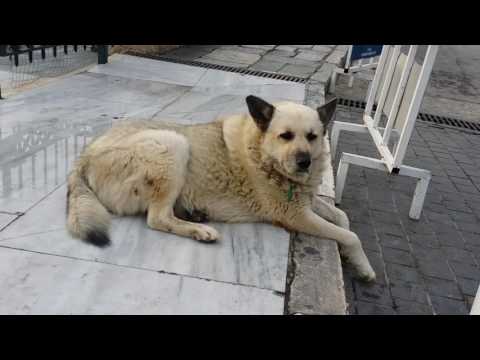 Stray Dogs and Cats of Greece - BIG COMPILATION VIDEO!