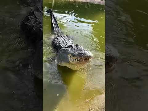 Animal can't be scary #514