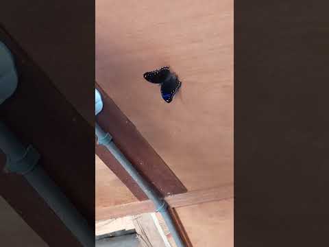 Black Butterfly, Oct 20, 2024. Before Deki disappeared... Forever.