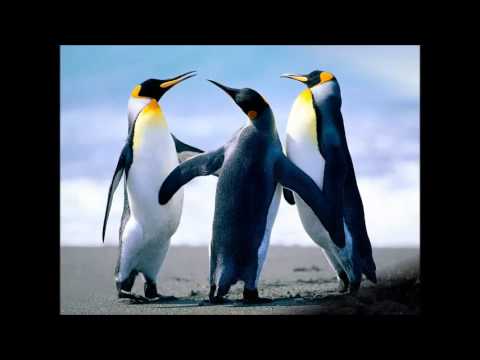 CORO CAOS ARMONICO DICEMBRE 2015 SCARPERIA