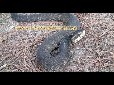 A Trip To Cottonmouth Island