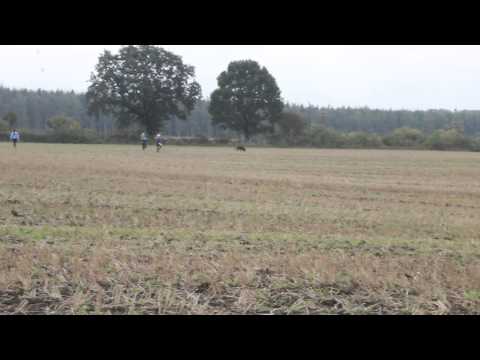 FCI IPO 2014 A=94p Merlin Kanter & Estrellest Imeline Tsüklon