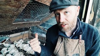 How I Grew A Year’s Worth of Chicken in 51 Days + Building a Sheep Shelter
