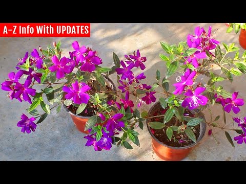 RIGHT way to grow & care for Tibouchina (they don't tell you this)