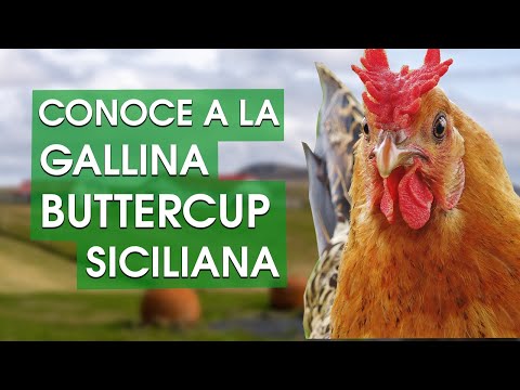 , title : 'Gallina Buttercup siciliana 🐔 El ave dorada con lentejuelas negras'