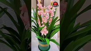 Download lagu Bunga Tuberose si Parfum Hidup #sedapmalam mp3