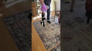 Video preview image #1 Rat-Cha Puppy For Sale in Wakefield, RI, USA