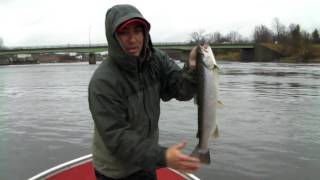 preview picture of video 'Brown Trout Fishing in Dexter New York'