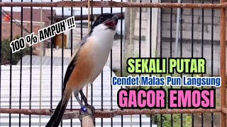 Download lagu burung cendet gacor AMPUH BONGKAR FULL MATERI, PANCINGAN CENDET AGAR BUNYI bikin BURUNG PENTET GACOR mp3