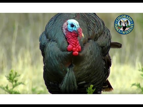 ダニのゴールデンタイム