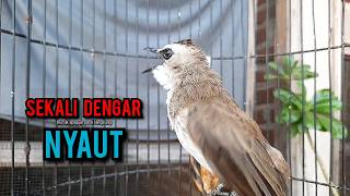 Download lagu trucukan gacor ROPEL PANJANG pancingan trucukan agar bunyi jadikan burung trucuk gacor EMOSI NYAUT mp3