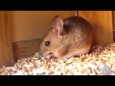 Maus-Umsiedelung von ©RoK-Film Animal in 1020p