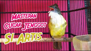 Download lagu MASTERAN CUCAK JENGGOT GACOR FULL BESETAN DURASI RAPAT mp3